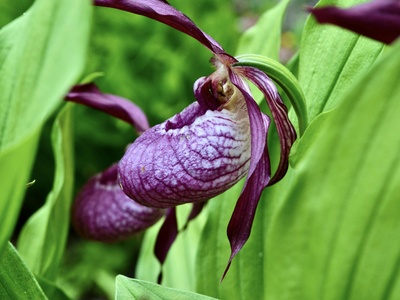 Lady's slipper orchid