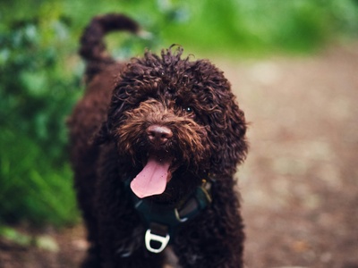 Lagotto Romagnolo