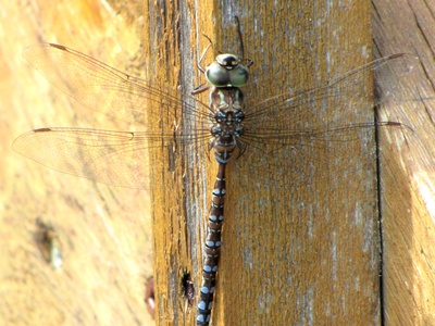 Lake Darner