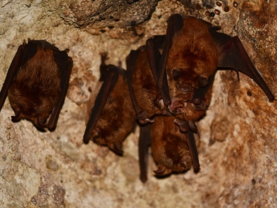 Lander's Horseshoe Bat
