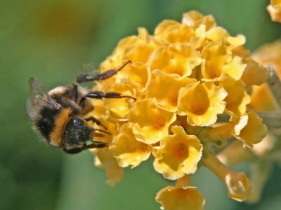 Lantana