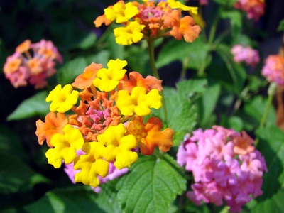Lantana (detail)