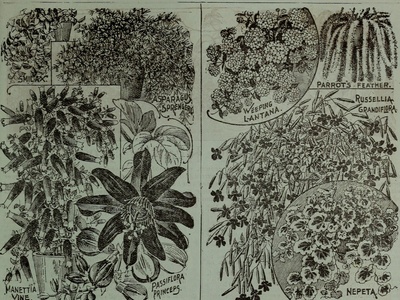 Lantana (Pink varieties)