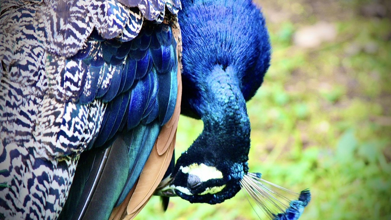 Large colorful macaws: Hyacinth, Scarlet and Blue-and-Gold in natural settings