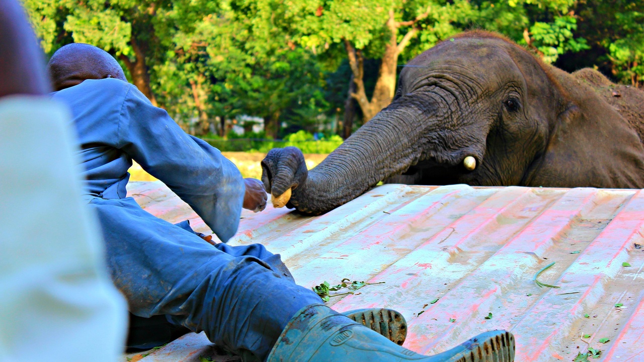 Elephants and large mammals in Gashaka-Gumti and Yankari National Parks