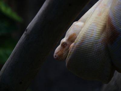 Lavender Albino Ball Python (morph)