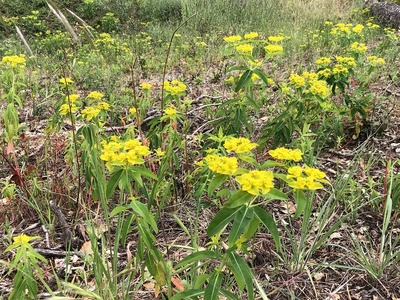 Leafy spurge