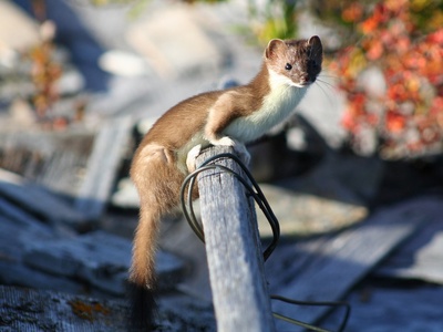 Least weasel