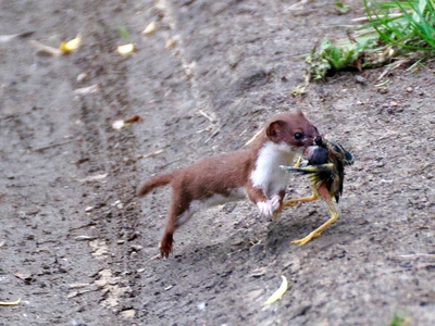 Least weasel