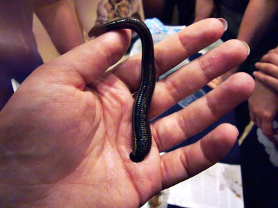 Leech