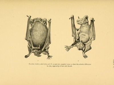 Leisler's bat