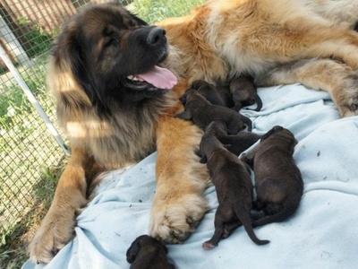 Leonberger
