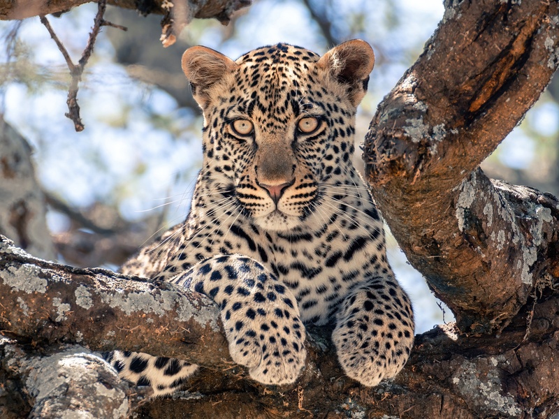 Animals of the Republic of the Congo - Flora Fauna Fun