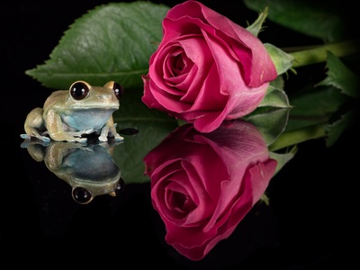 Leptopelis tree frog