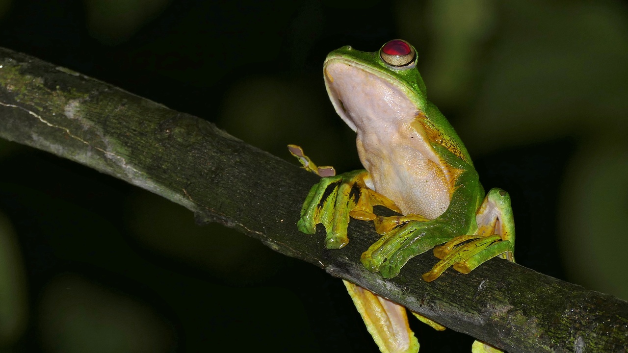 Wallace's flying frog on a leaf and freshwater invertebrates in a stream
