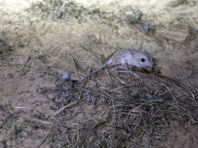Lesser Egyptian jerboa