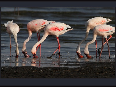 Lesser flamingo