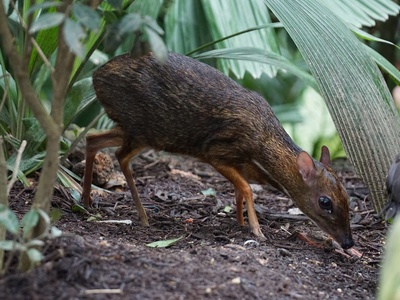 Lesser Mousedeer