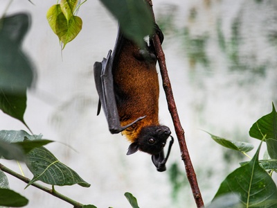 Lesser short-tailed bat