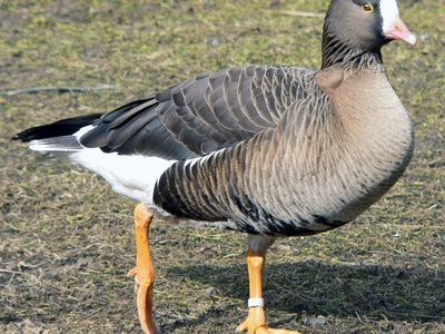 Lesser white-fronted goose