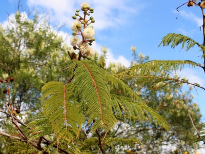 Leucaena