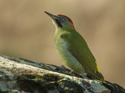 Levaillant's woodpecker