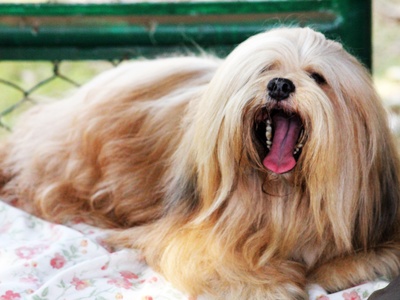 Lhasa Apso