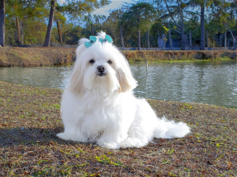 The Complete List of Long-Haired Dog Breeds - Flora Fauna Fun