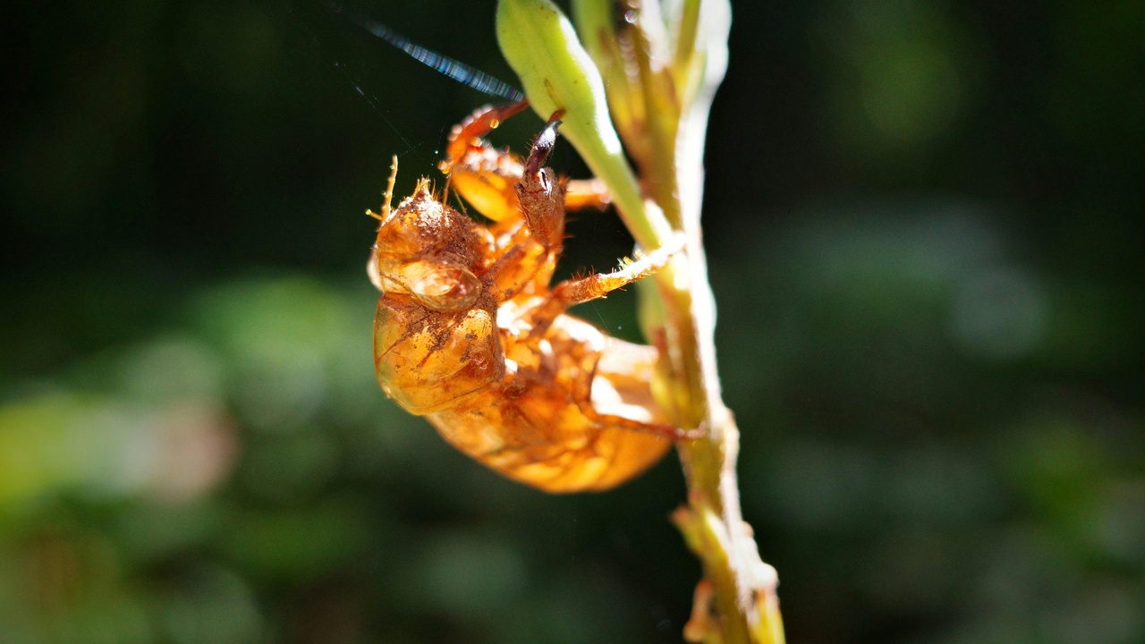 Illustration showing complete and incomplete metamorphosis stages for insects