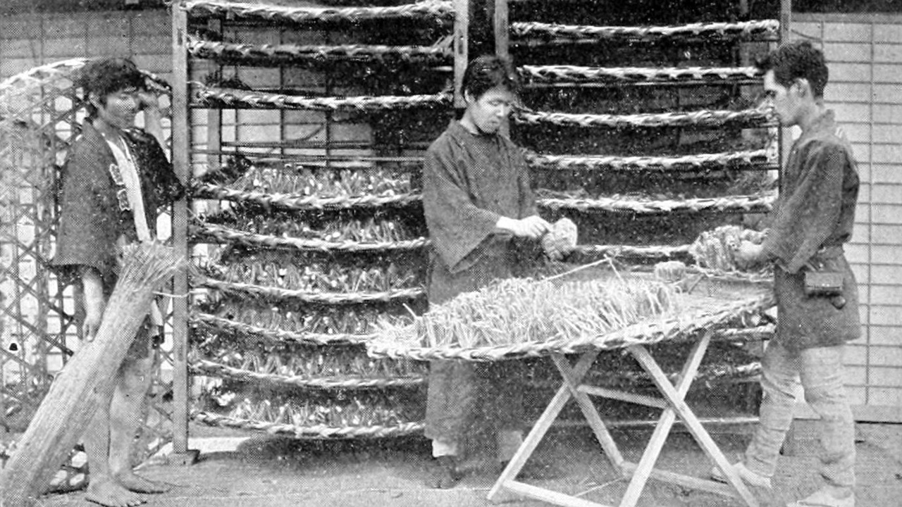 Silkworm cocoon and a painted lady chrysalis side-by-side