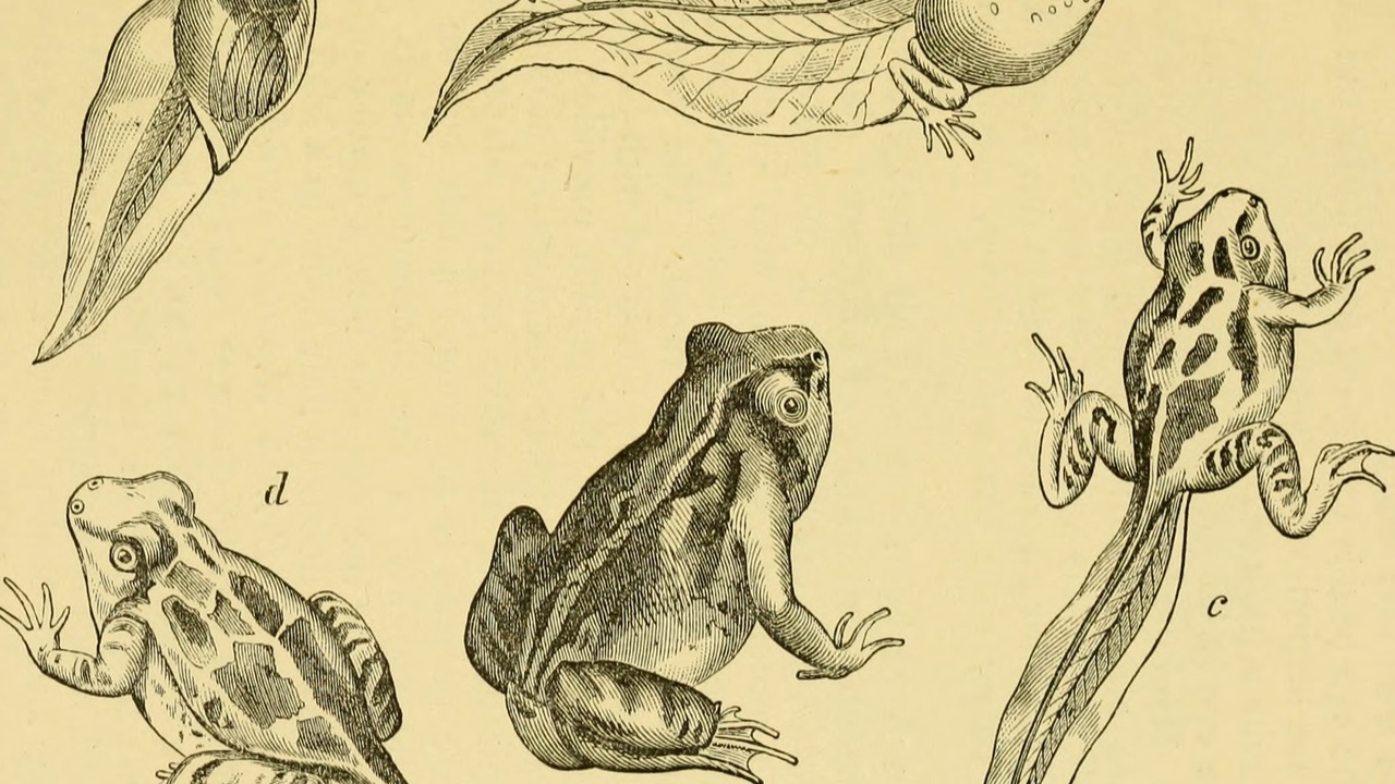 Tadpoles in a freshwater pond illustrating metamorphosis stages.