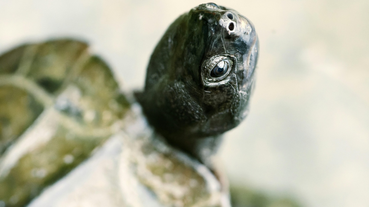 Elderly tortoise showing worn shell and slow-moving posture.