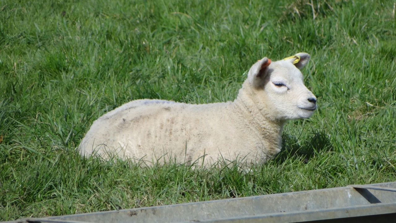 Ewe with newborn lamb during lambing.