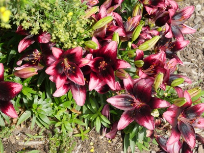 Lily (Pink varieties)