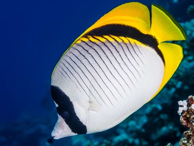 Lined Butterflyfish