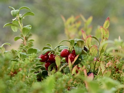 Lingonberry