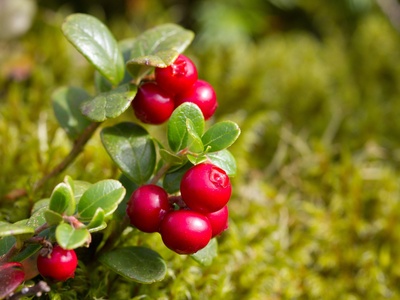 Lingonberry