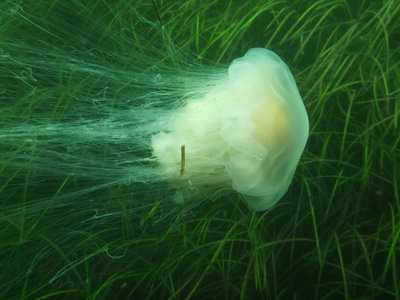 Lion's mane jellyfish