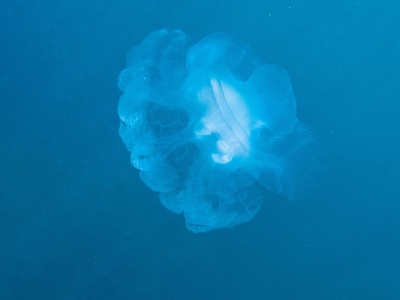 Lion's mane jellyfish (aggregates)