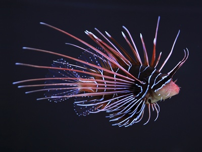 Lionfish