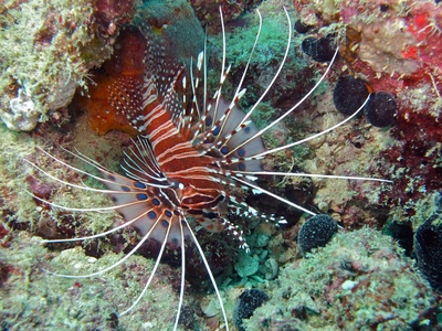 Lionfish (pez león)