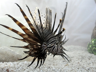 Lionfish (Red Sea native)