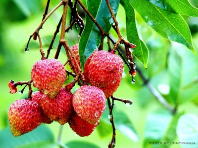 Litchi