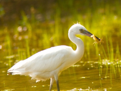 Little Blue Heron