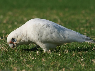 Little Corella