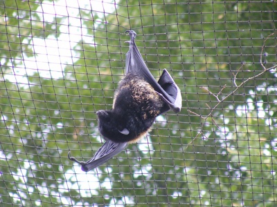 Livingstone's fruit bat