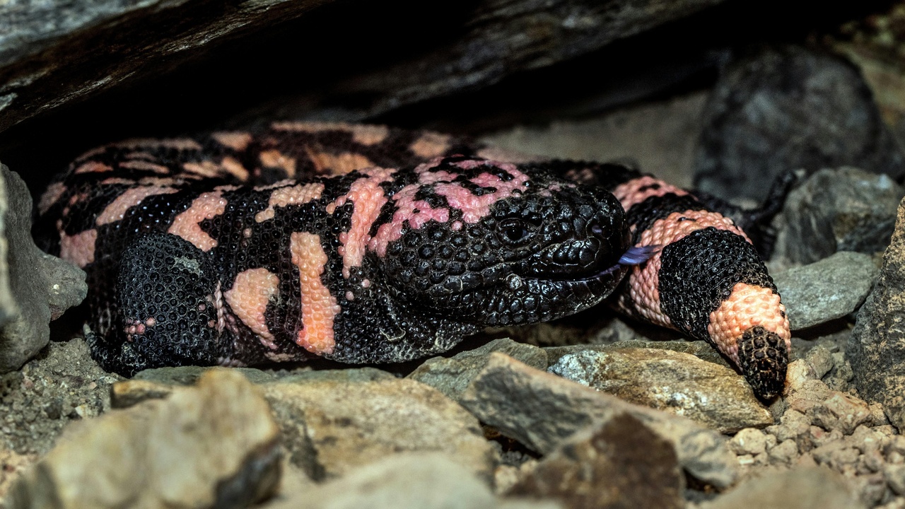 Gila monster specimen used in medical research and anole lizards illustrating adaptive radiation