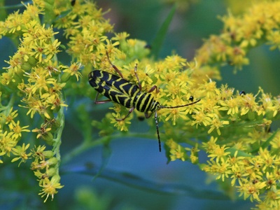 Locust borer