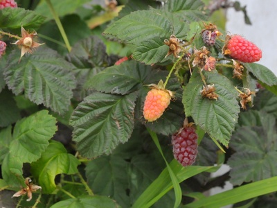 Loganberry