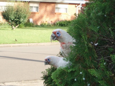 Long-billed Corella